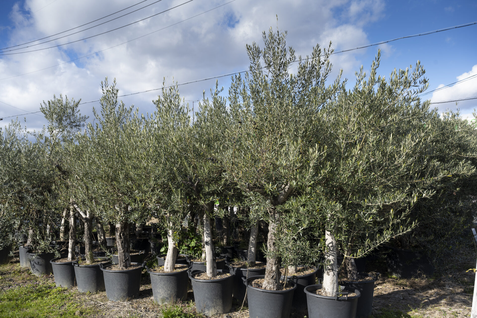 OLIVE TREE for SALE